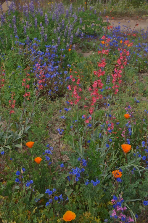 spring flowers
